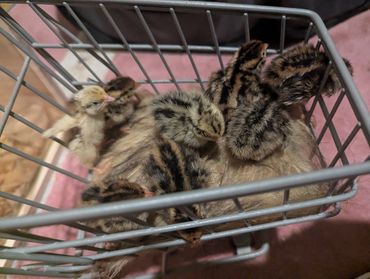 A group of small chicks inside a metal cage.