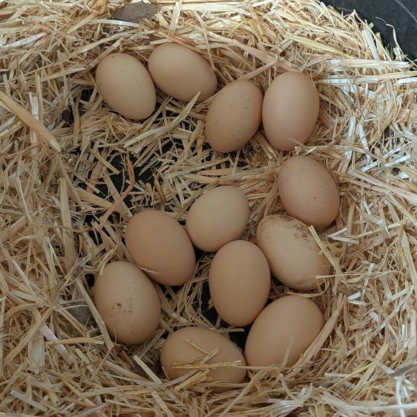 A dozen brown eggs nestled in straw bedding.
