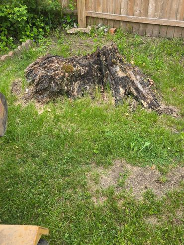 A large tree stump in a grassy backyard near a wooden fence.