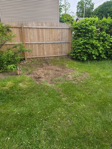 A backyard with a wooden fence, patchy grass, and green bushes.