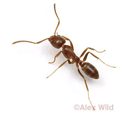 Ant