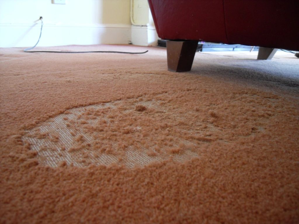 Damage to carpet by moths