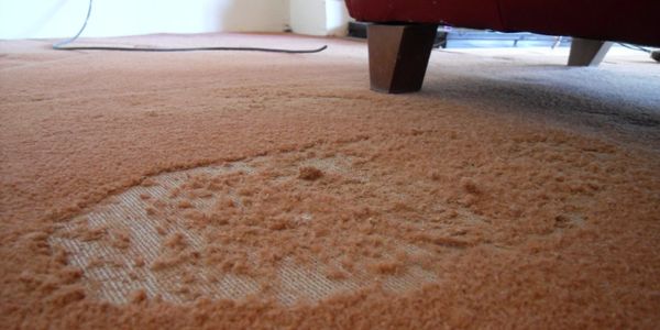 Damage to carpet by moths