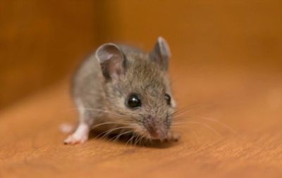 Mice Control Notting Hill