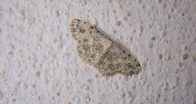 Moth Control Notting Hill