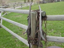 old harness and hames adorning my fence post