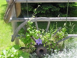 Yard art - horse collar and an old wagon wheel supporting my clematis.