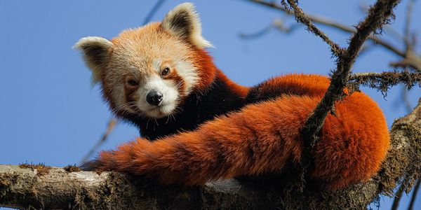 Red panda resting on a tree branch.