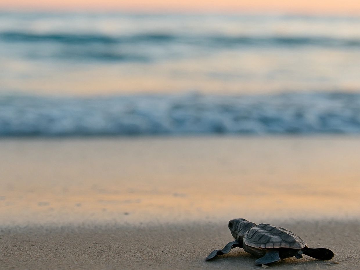 sea turtle protection