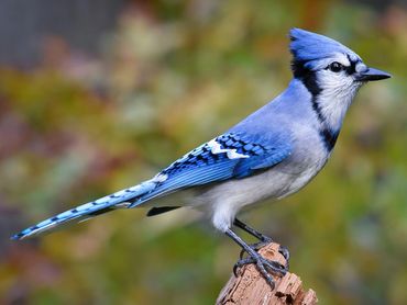 We rescued this Blue Jay that was being attacked by a dog. It fell out of its nest (we think). We na