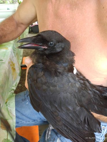 We not only rescues dogs, we rescue any animal. This poor Ravin was hit on the highway in Spruce Gro