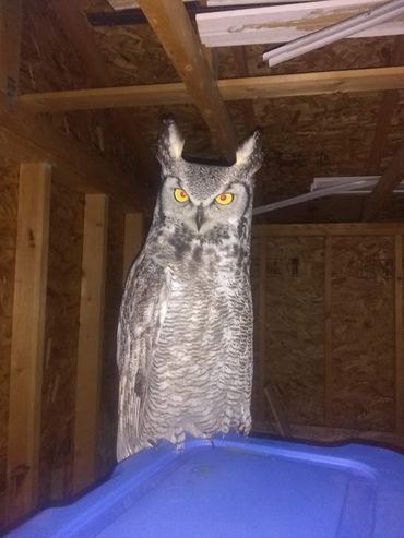 This Owl was injured and couldnt fly. I took care of her until the Alberta Wild Bird Sanctuary could