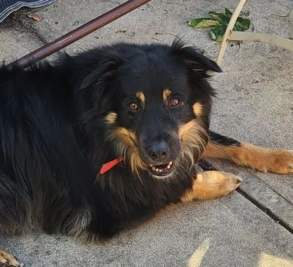 Border collie, Australian Shepard, German Shepard Mix 7-years old, spayed, very well training.