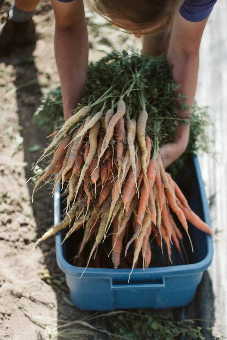 Brenna harvesting carrots