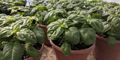 Potted Basil