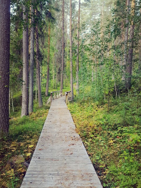 Waldweg in Schweden – Inspiration für Little Sweden Coaching und den Weg zur beruflichen Klarheit un