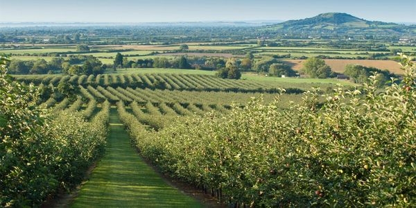 View of apple orchard, acoustic noise survey BS4142