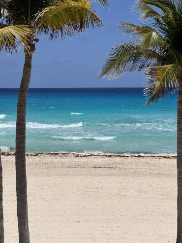 Calm ocean framed by palm trees on a sunny beach.