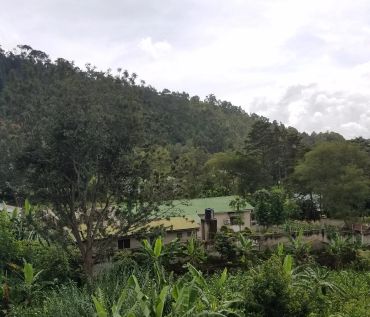 Lush green forest with buildings and cloudy sky.