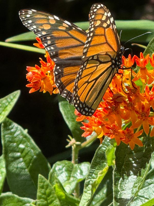 Monarch butterfly feeding on vibrant orange flowers.