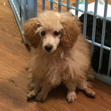 One of our past male puppies