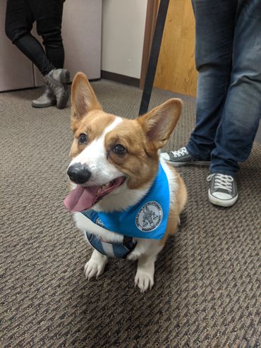 Celebrating National Dog Week!