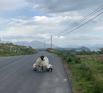 A ewe and her lambs on the road to Kilchrenan