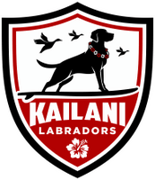Kailani Labradors