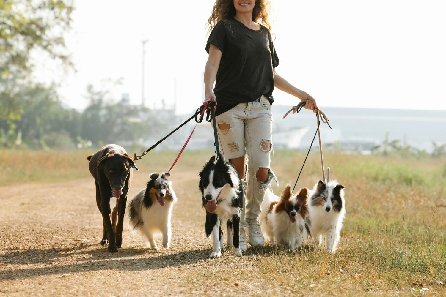 Woman walking 5 dogs at once. You can’t see her face. 