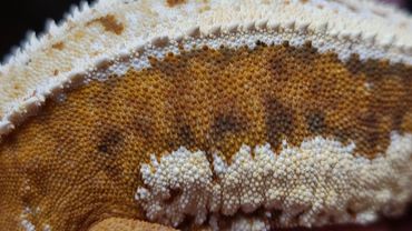 softscale lillywhite crested gecko
