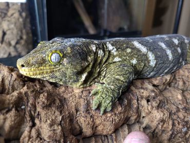 Luna, a Nuu Ana x GTB leachianus gecko