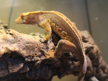 supersoft tangerine quadstripe. Pixel crested gecko