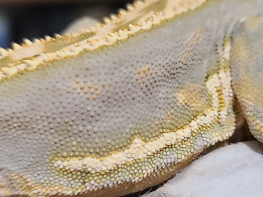 a supersoft quadstripe crested gecko