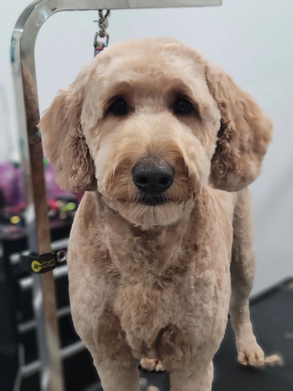 GoldenDoodle