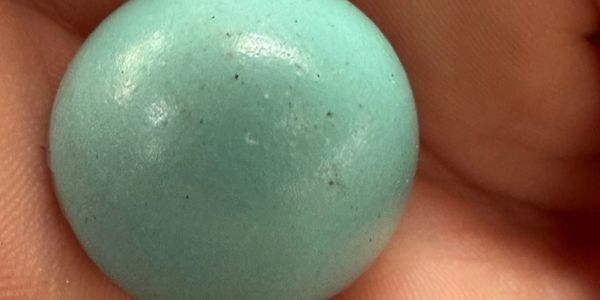 Robin Egg shell