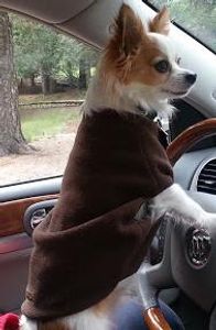 Small dog in a brown sweater sitting in a car driver's seat.