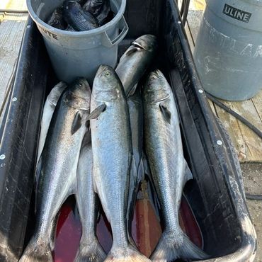 Freshly caught fish in a black container on a wooden dock.