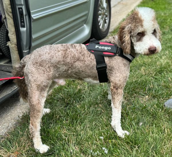 Pongo is a f1 Australian mountain doodle
