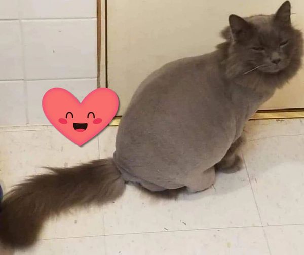 A 10 blade lion shave cut.  We recommend  a lion shave as a "fresh start" to returning to a bath/bru