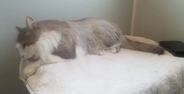 Relaxed "Nibbler" after his "Kitty Purrr Spa Package" with a Comb Shave added on. Comb Shaves are a