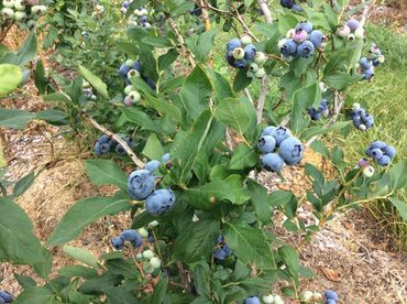 Picture of blueberries