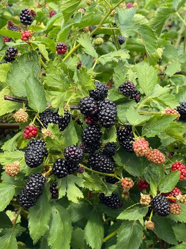 Blackberries