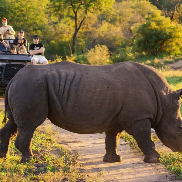 Face to face with gentle giants: A humbling Rhino encounter on safari.