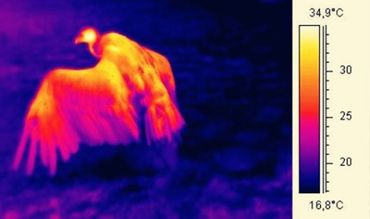 Thermal Image Result Infiray Thermal Camera object bird animal body.