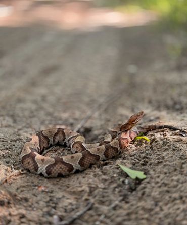 Copperhead Removal, Cumming GA