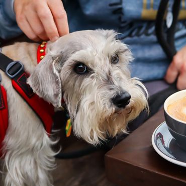 A small dog wearing a red harness looks at a cup of coffee on the table.