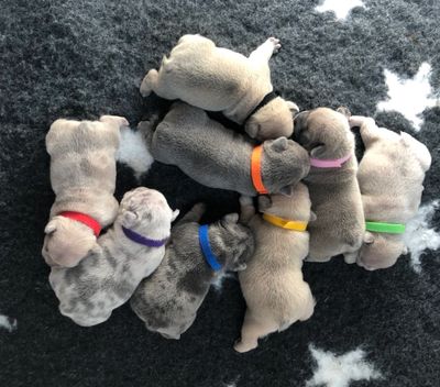 Our Stunning litter of eight exclusive puppies