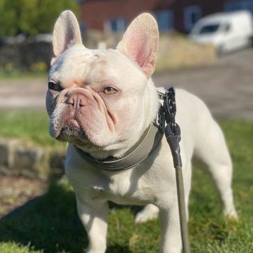 Fabulous Frost. Platinum lilac Merle male stud. Zara’s mating partner. Five Generation Pedigree