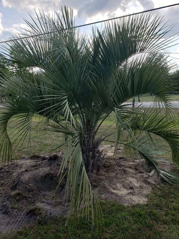 We sell, deliver, and plant Pindo and Sago Palms.