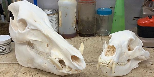 Skull Cleaning and Mounting, Taxidermist in North Carolina 